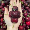 cherry-do-my-s9,5