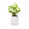 Chậu Trồng Cây Thông Minh Legrow Growing Pot