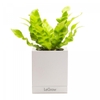 Chậu Trồng Cây Thông Minh Legrow Growing Pot