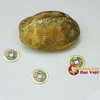 Mai rùa đồng gieo quẻ 8.5x6.5x2.5cm - 150g
