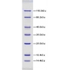 14.4-116kDa Wide Range Protein Molecular Weight Marker, Unstained