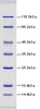 14.4-116kDa Wide Range Protein Molecular Weight Marker, Unstained