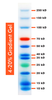 10-250kDa Wide Range Blue-Red-Green Three Color Protein Ladder, Prestained, Hãng BioBasic- Canada