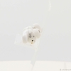 da-qua-su-dung-tai-nghe-bose-chinh-hang-quietcomfort-earbuds-ii-mau-trang-japans