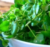 Hạt giống xà lách xoong, cải xoong True Watercress Thái Lan