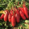 Hạt giống củ cải đỏ cao sản. Hàng nội địa Trung. 4 gr/gói