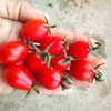 Hạt giống cà chua cherry đỏ F1 Hybrid Thái Lan
