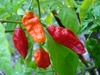 Hạt Giống Ớt Siêu Cay Naga Morich. Hàng Nga. 6 Hạt/Gói