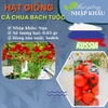 Hạt giống cà chua bạch tuộc F1 Nga