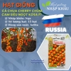 Hạt giống cà chua cherry chùm cam siêu ngọt Kosa F1 Nga