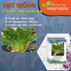 Hạt giống cải hương mibuna