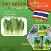 Hạt giống cải thìa Pakchoy (Lon 400 gr) Thái Lan
