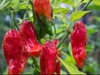 Hạt Giống Ớt Siêu Cay Naga Morich. Hàng Nga. 6 Hạt/Gói