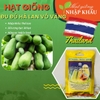 Hạt giống đu đủ Hà Lan. Nhập khẩu Thái Lan