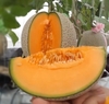 Hạt giống dưa lưới ruột cam Cantaloupe. 35 hạt/gói. Nhập khẩu Thái Lan