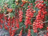 Hạt giống cà chua triệu bông siêu ngọt Nga
