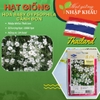 Hạt giống hoa baby gypsophila cánh đơn. 1000 hạt/gói. Nhập khẩu Thái Lan