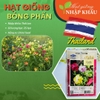 Hạt giống hoa phấn, hoa bông phấn. 25 hạt/gói. Nhập khẩu Thái Lan