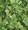 Hạt giống xà lách xoong, cải xoong True Watercress Thái Lan