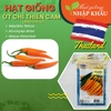 Hạt giống ớt chỉ thiên cam Chitai. 0.5 gr/gói. Nhập khẩu Thái Lan