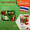 Hạt giống ớt Habanero đỏ F1 Thái Lan