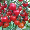 Hạt giống cà chua triệu bông siêu ngọt Nga