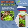 Hạt giống xà lách mix Nga