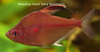 Cá Bleeding Heart Tetra