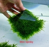 Rêu Mini Spinky 10x10 (Taxiphyllum Spiky)