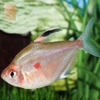 Cá Bleeding Heart Tetra nhỏ