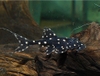 Cá Pleco L155