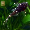Cá Pleco L155