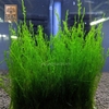 Rêu Flame 8x8 (Taxiphyllum sp. 