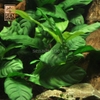 Cây Ráy Cafe (Anubias Carteri var. Coffeefolia)