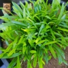 Cây Cỏ Lưỡi Rắn (Lilaeopsis Brasiliensis) - Vỉ