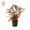 Cây Huyết Tâm Lan (Alternanthera Reineckii)