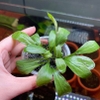 Cây Cải Đỏ