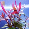 Cây Huyết Tâm Lan (Alternanthera Reineckii)