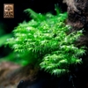 Rêu Minifiss (Fissidens Splachnobryoides)