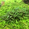 Cây Tiêu Thảo Lucen Cấy Mô (Cryptocoryne Lucens)