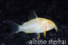 Cá Chuột Sterbai Albino