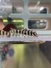 Cá Pleco L134