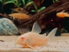 Cá Chuột Sterbai Albino