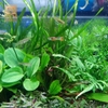 Cây Tiêu Thảo Lucen (Cryptocoryne lucens)