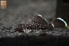 Cá Pleco L183 ( Sz 2-2.5 cm)