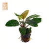 Cây Ráy Cafe(Anubias barteri var. coffeefolia) 1