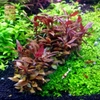 Cây Huyết Tâm Lan (Alternanthera Reineckii)