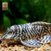Cá pleco L333 1