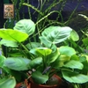 Cây Ráy Lá Tròn (Anubias Barteri var. 'Round leaf')