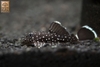 Cá Pleco L183 - Starlight